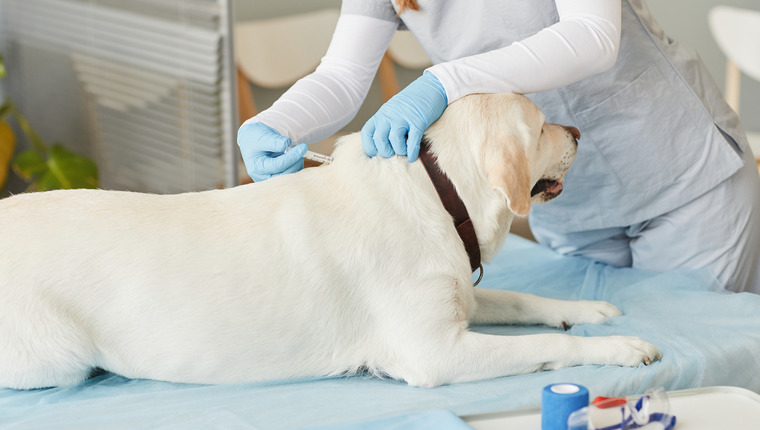 Labrador Saves Life of Vet After Headbutt Reveals Cancer - DogTime