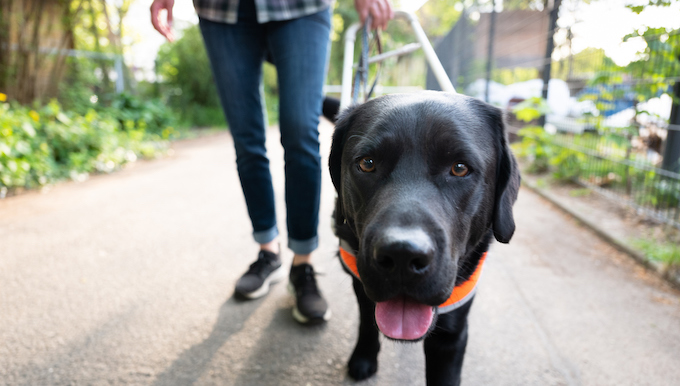 TikTok Guide Dogs to Watch on the 104th Anniversary of The Seeing Eye