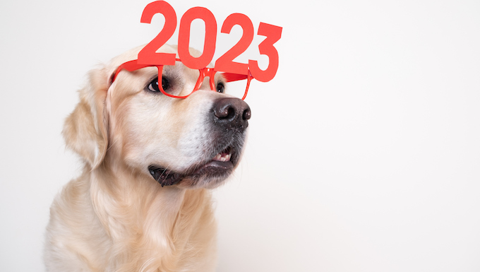 dog new year's resolutions