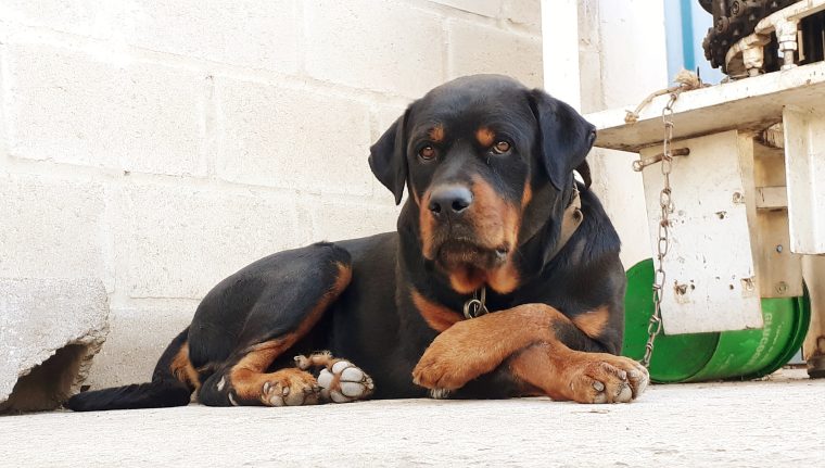 Senior Rottweiler Chained Outside in the Cold Rescued in New Jersey