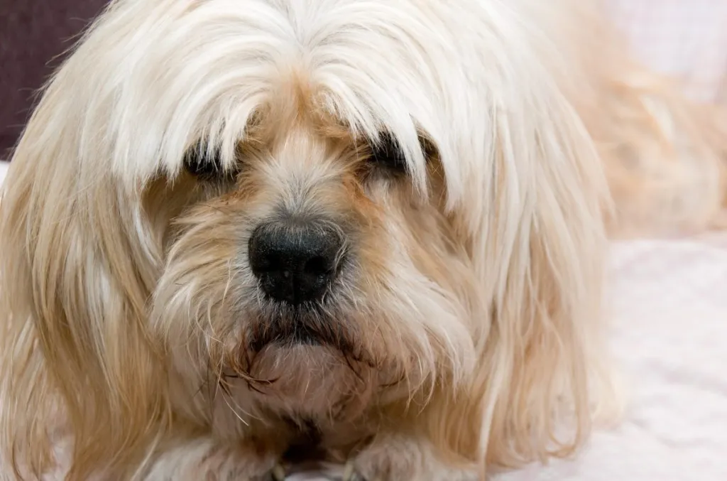 Elderly La Pom cross dog looking at camera on pink gingham sheet.