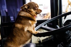 puppy bus