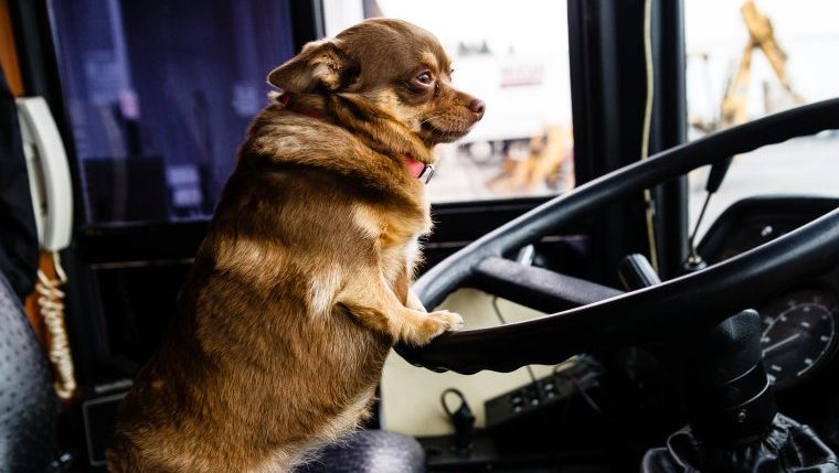 puppy bus