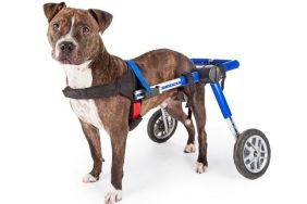 abandoned pit bull special needs