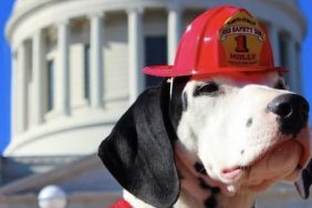 fire safety dog