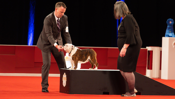 “Star” The American Bulldog Takes Home Akc Best in Show  