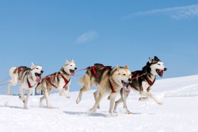 alaska dog laws