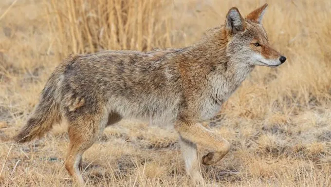 dog rescued coyotes