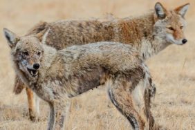 dog rescued coyotes
