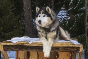 Alaskan Malamute dog breed that looks like a wolf sitting on a wood table outside. Great for dog lovers considering a wolf-like dog, wolf hybrid, wolfish dog, wolfdog, or even a wolfhound for adopting.