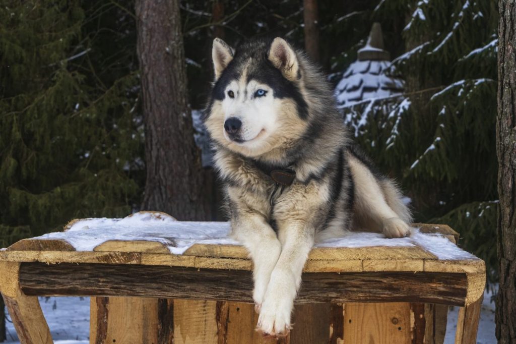 Alaskan Malamute dog breed that looks like a wolf sitting on a wood table outside.