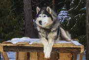 Alaskan Malamute dog that looks like a wolf sitting on a wood table outside