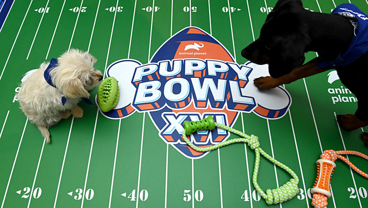 Where to Stream the Super Bowl LVII (2023): Puppy Bowl and Great American  Rescue Bowl