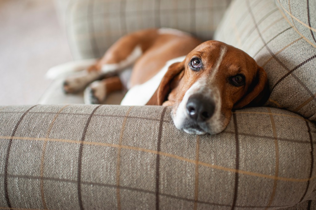 Basset Hound — a calm dog breed —relaxing in large plaid chair at home.