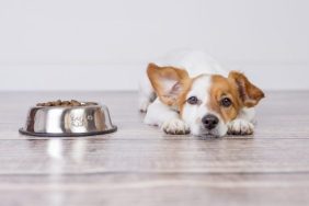 purina dog food recall