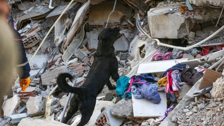 Dog Pulled from Rubble 5 Days After Earthquake in Turkey