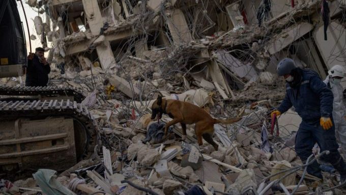 dog pulled from earthquake turkey