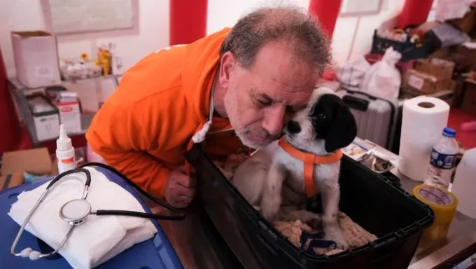rescuers saving dogs turkey earthquake