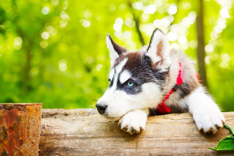 Husky Wallpaper HD by iDesign Studio