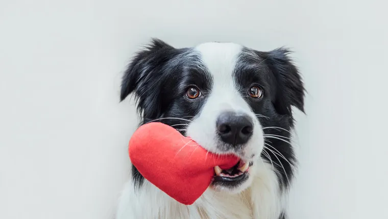 Border Collie holding a Valentine's Day heart in their mouth