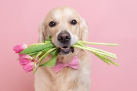 Dog holding tulips in mouth for Valentine's Day