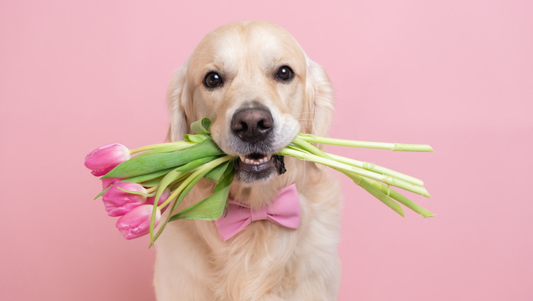 Dog holding tulips in mouth for Valentine's Day