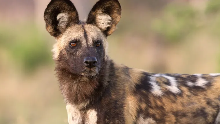 UK Zoo Welcomes Three African Wild Dogs in Breeding Bid - DogTime