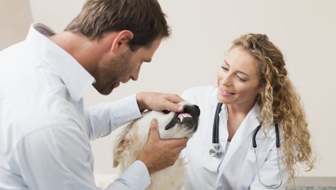 Oral Melanocytic Tumors in Dogs: Symptoms, Causes, & Treatments - DogTime