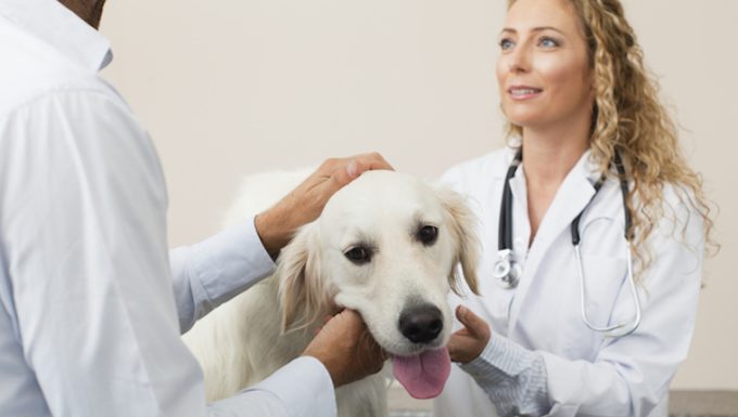 Muscle Contraction Disease in Dogs: Symptoms, Causes, & Treatments ...