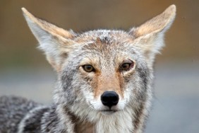 Close-up of coyote looking at the camera