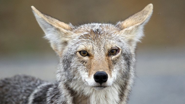 Close-up of coyote looking at the camera