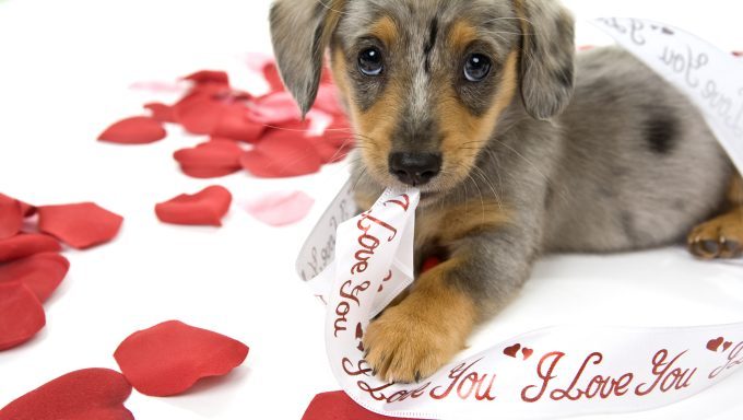 amazing dog videos valentines day