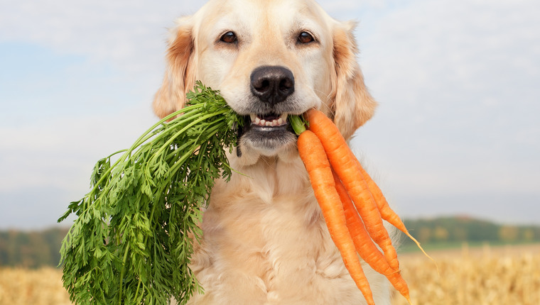 Plant based on sale diet for dogs