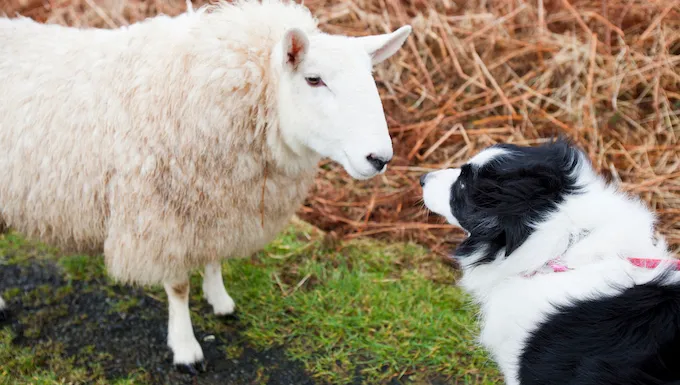 sheep and dog