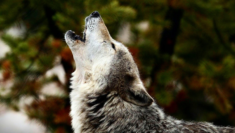 Researchers Record Dogs Responding to Wolf Howls - DogTime