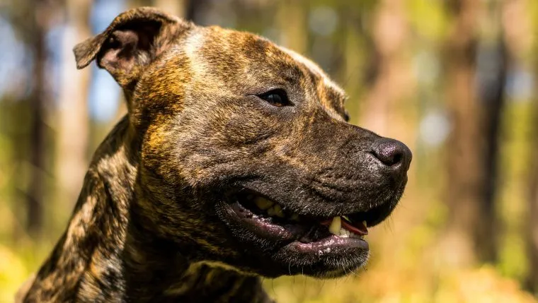 One-Eared Pit Bull Removes Ear From Favorite Toy - DogTime