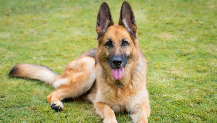 German Shepherd and Dog Mom Tour the World on Motorcycle - DogTime