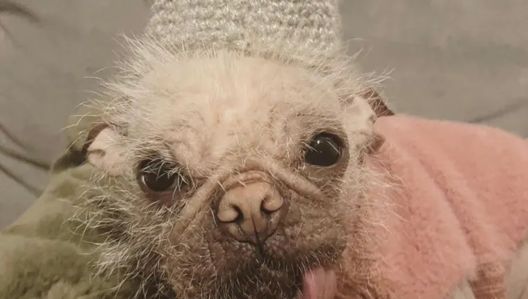 Britain’s Ugliest Dog Crowned – It’s A Pug Mix - DogTime