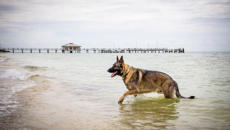 florida-dog-law-2023-rabies-dog-bites-dog-cruelty-and-dog-chains