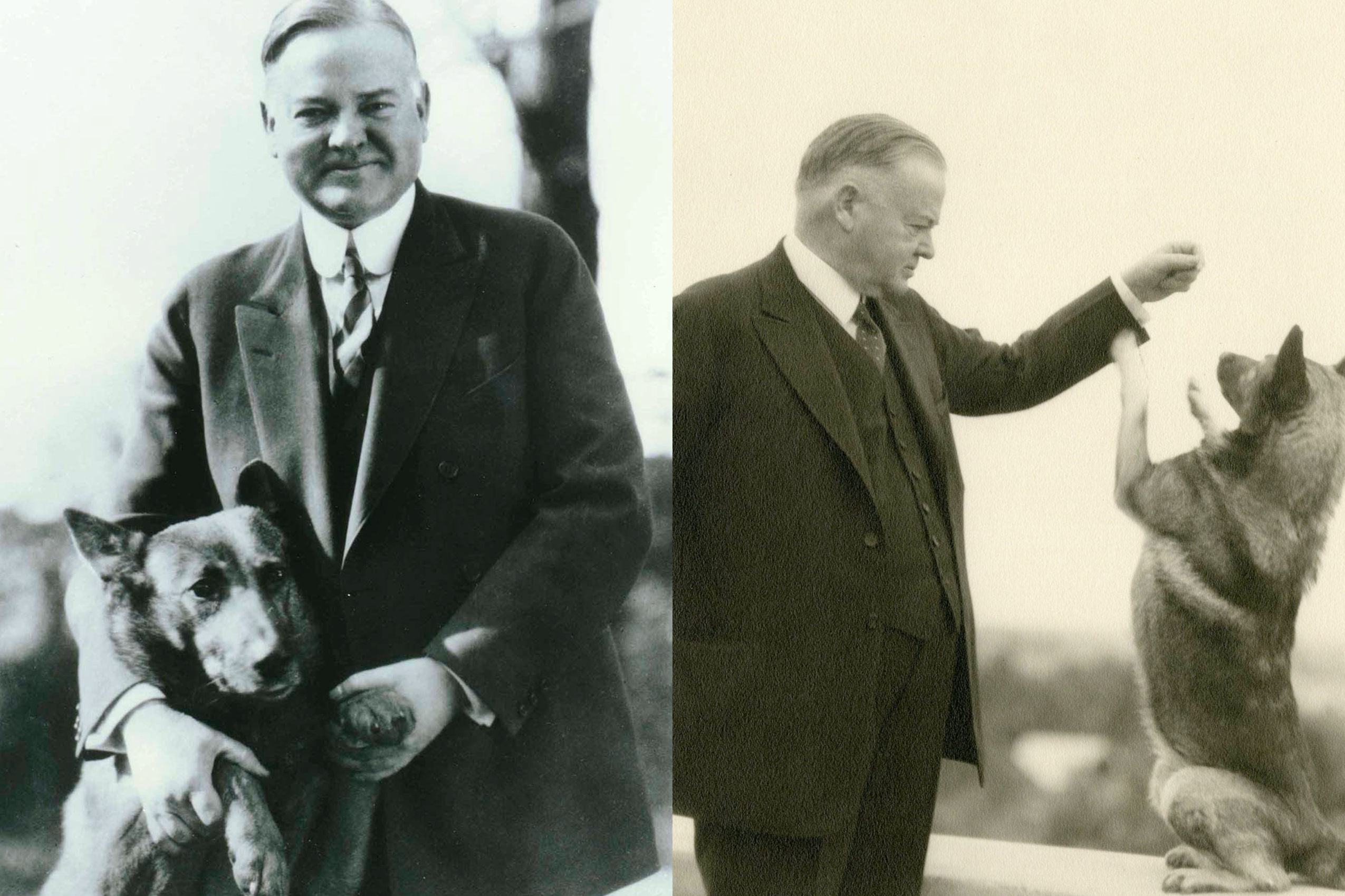 herbert hoover and dogs