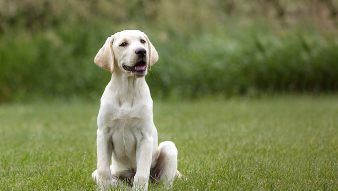 Indiana Dog Law 2023: Rabies, Dog Bites, Dog Cruelty, and Dog Chains