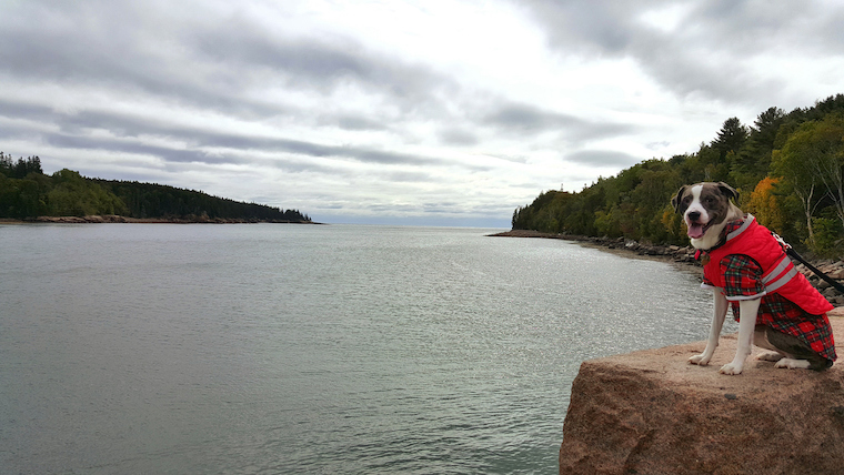 Maine Dog Law 2023: Rabies, Dog Bites, Dog Cruelty, and Dog Chains