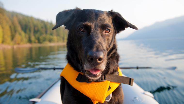 Washington Dog Law 2023: Rabies, Dog Bites, Cruelty, and Dog Chains