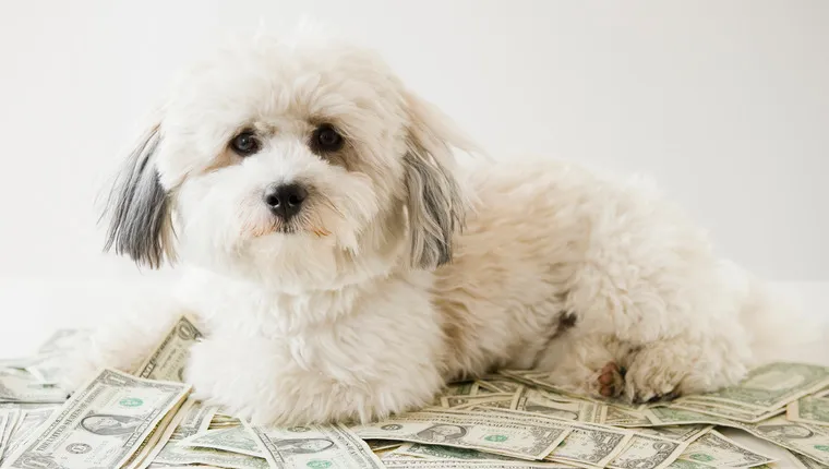 Wealthiest Pets - DogTime