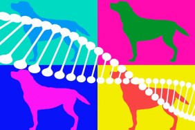 DNA and dogs
