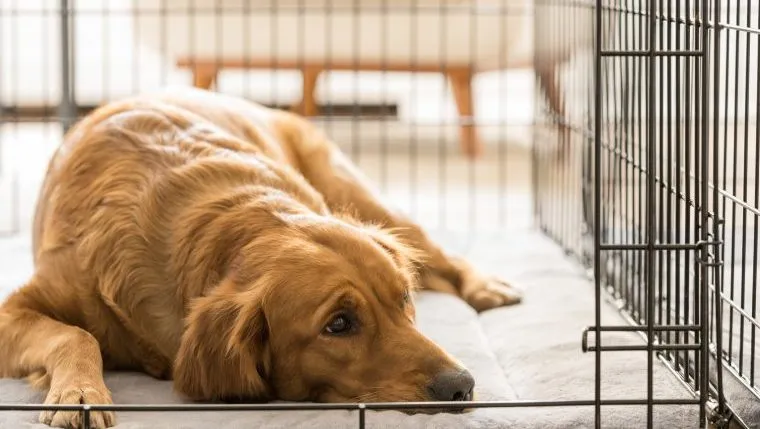 Is It OK to Crate Your Dog for an Extended Period of Time DogTime