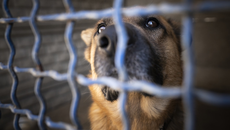 Forever Home Required for UK’s Most Unwanted Dog - DogTime