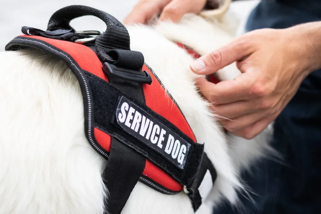 Man with disability touching his service animal who is providing assistance. White fluffy dog with service dog vest.