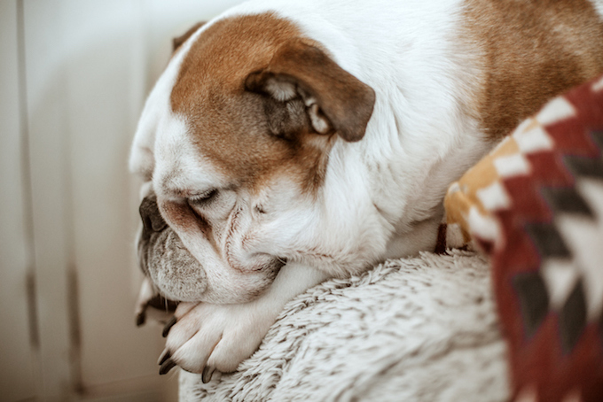 Nasal Passage Narrowing in Dogs: Symptoms, Causes, & Treatments - DogTime