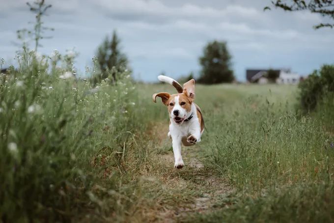 Chien Beagle courant dans un champ, potentiellement atteint du syndrome lombo-sacré ou du syndrome de la queue de cheval. 